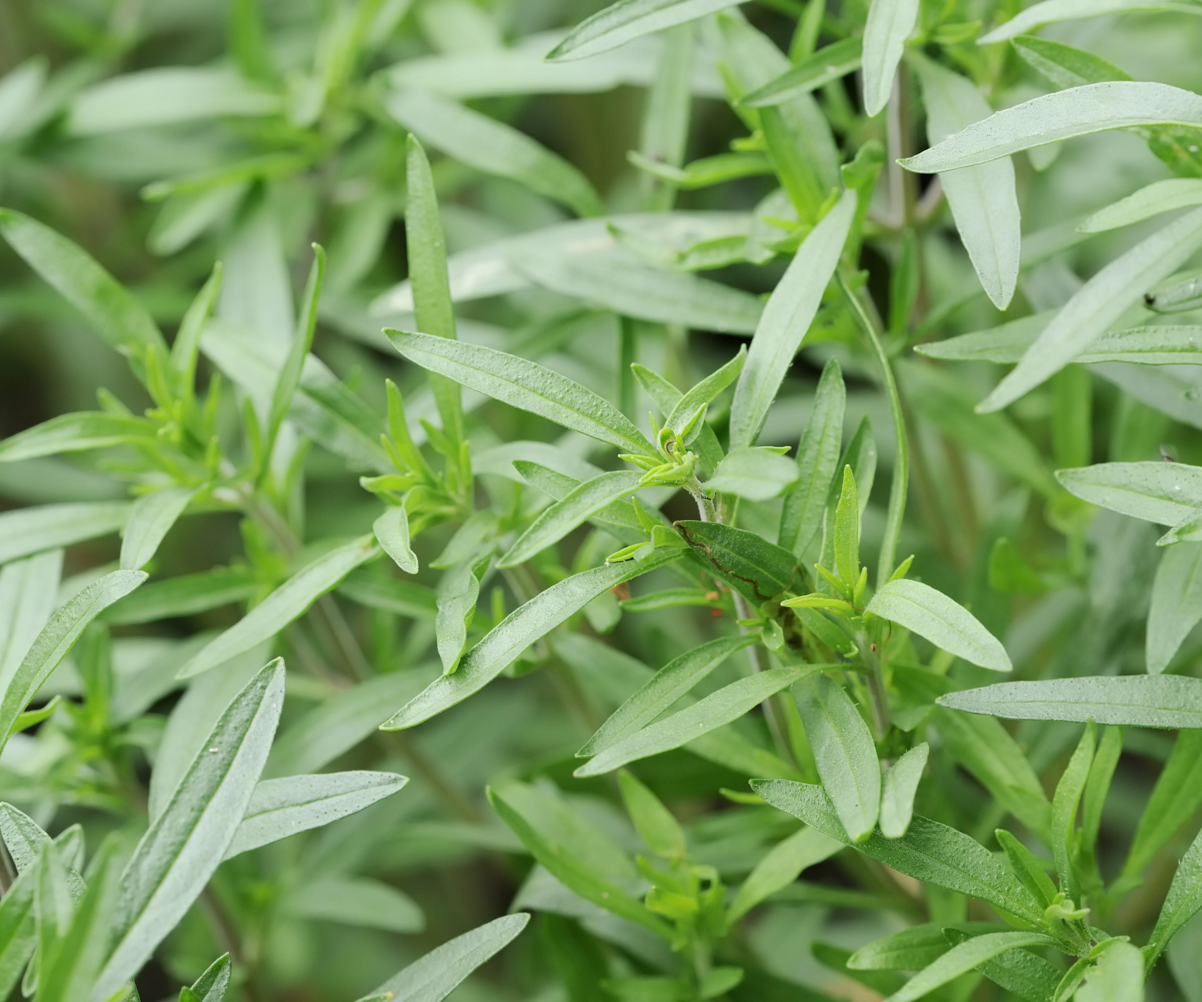 The fine green foliage of summer savory up close