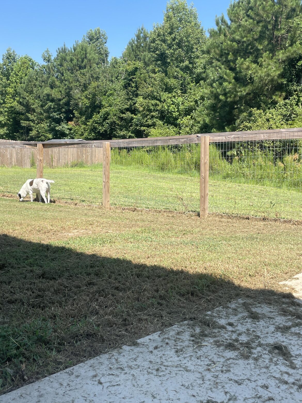Why is grass greener on other side of fence?
