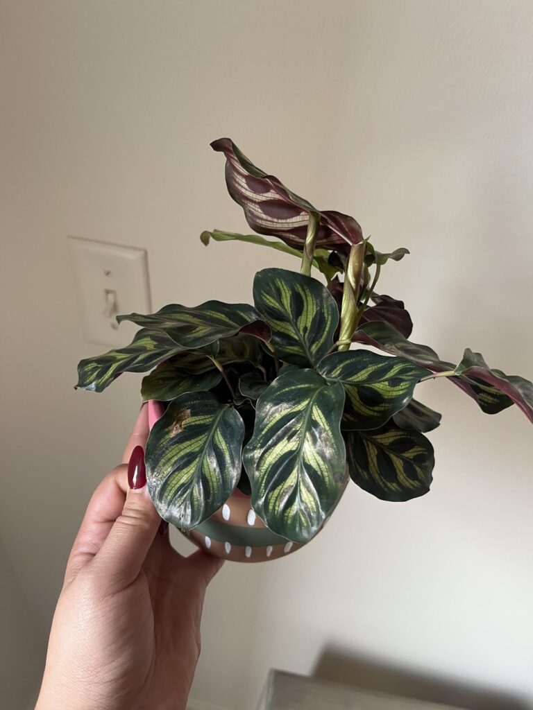 New Calathea Owner New Calathea Owner