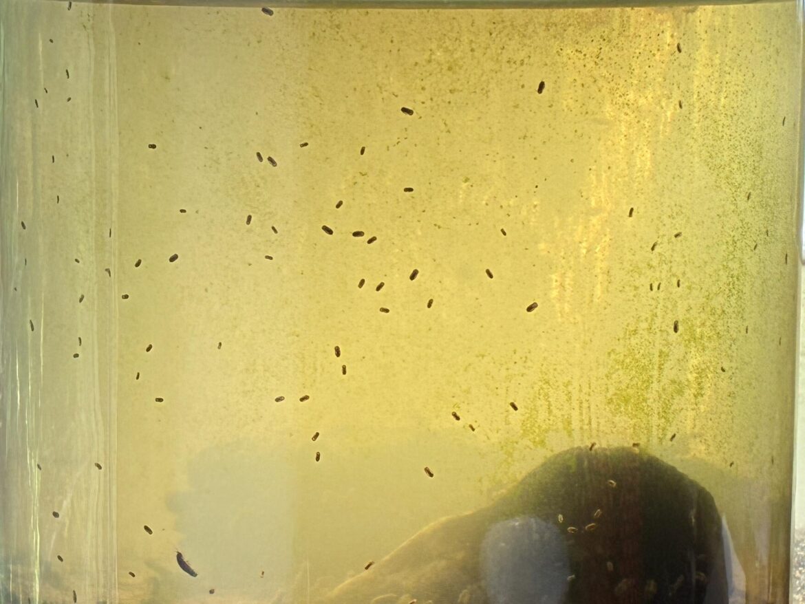 Isopod city in my marine jar