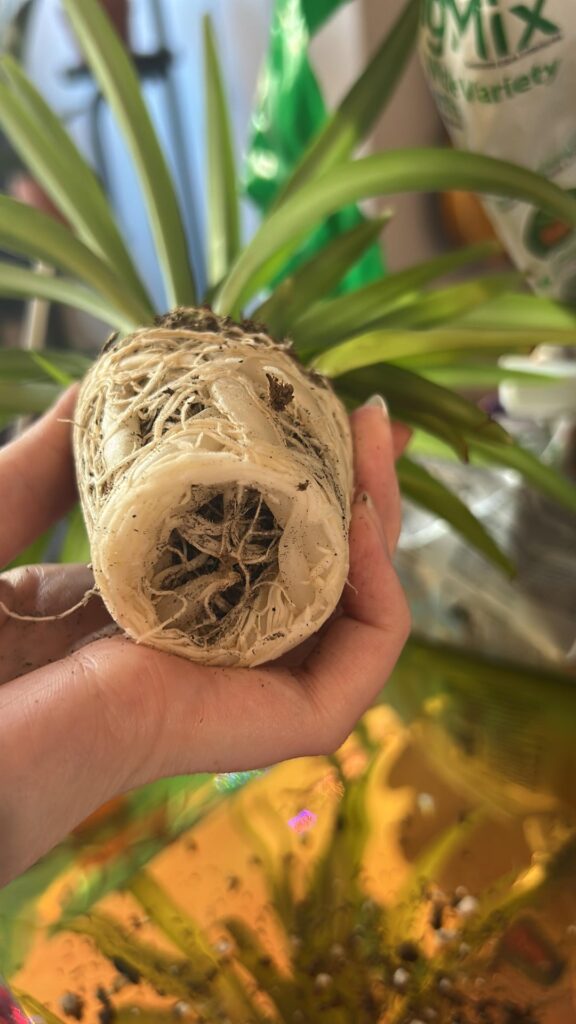 Finally repotted my spider plant baby