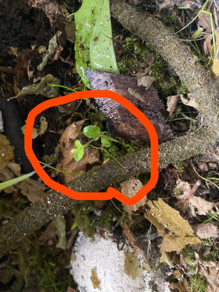 What are these starting to grow in my vivarium?