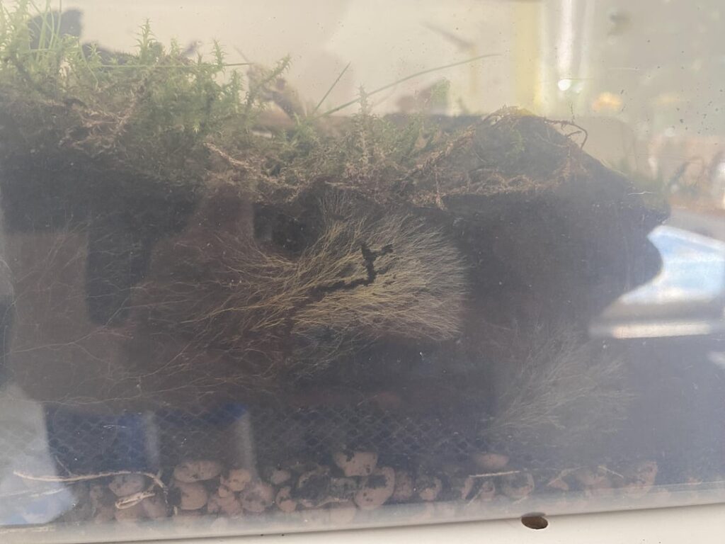What is this in my vivarium?