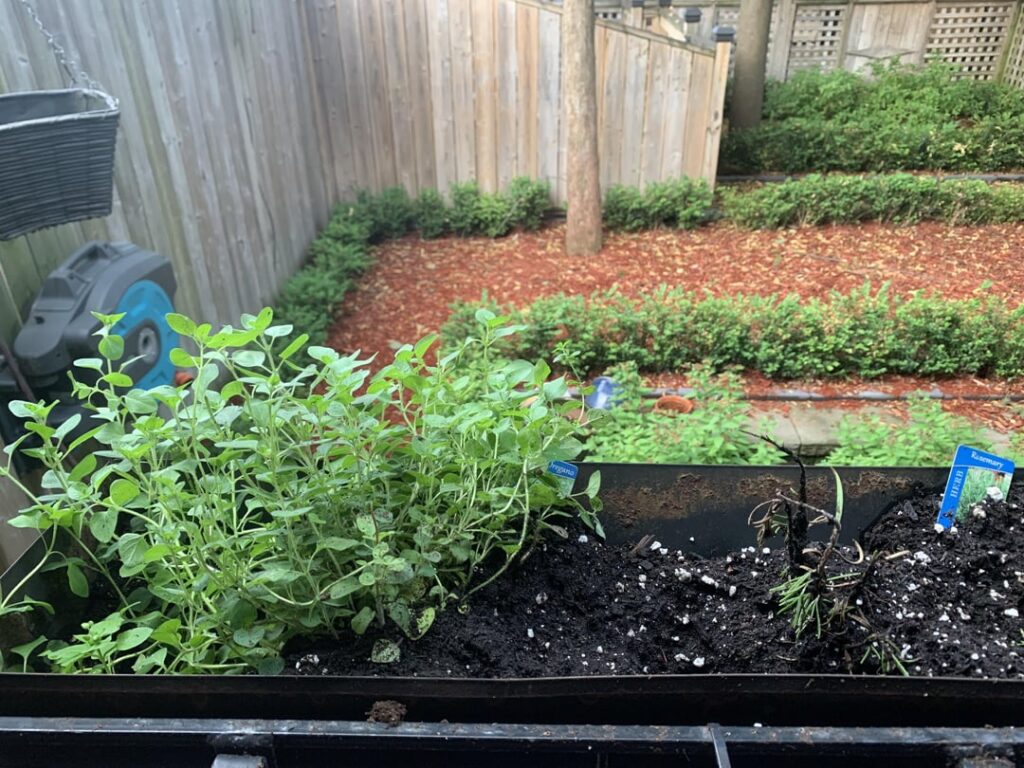 Squirrels or something got into the rosemary in my railing planters but they left the oregano and basil alone. Are they generally attracted to rosemary? Anything I can do to deter them?