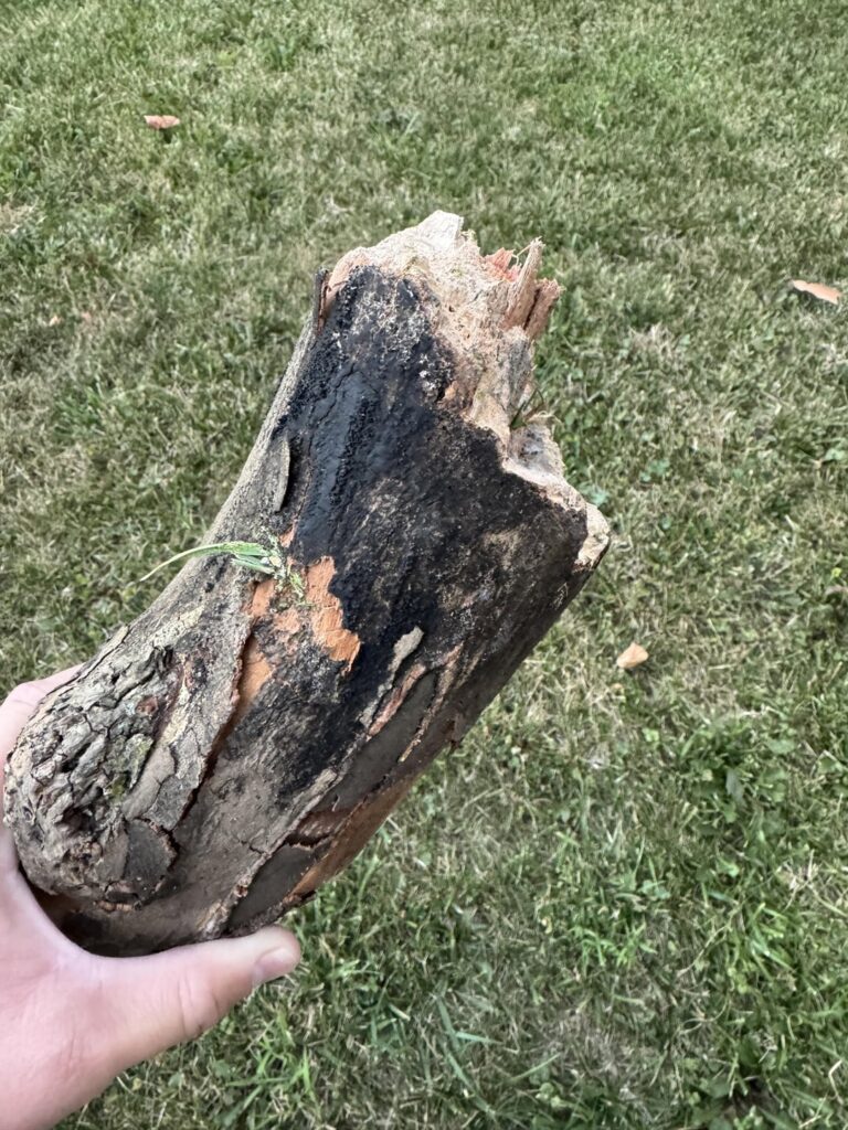This Large Branch Fell Off my Sycamore Tree. Should I Be Concerned for the Health of the Tree?