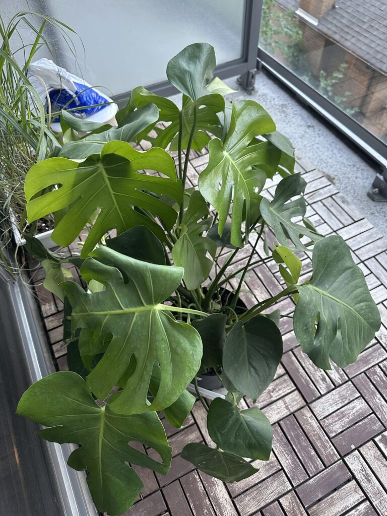 I can’t figure out what’s wrong with this monstera philodendron?