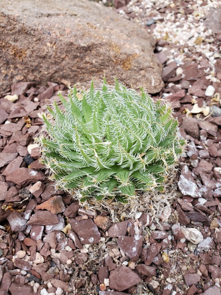 Haworthia decipiens var virella university specimen
