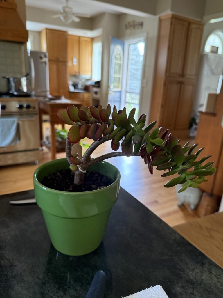 Helped my boyfriend’s mom with her droopy succulent! ♥️