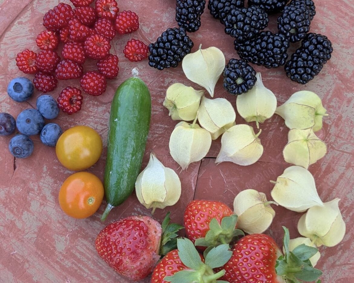 Ready or not? Know when it's harvest time in your garden