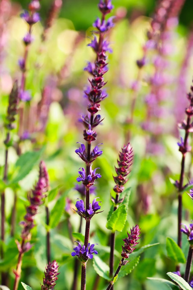 Perovskia Filigran (Russian Sage)