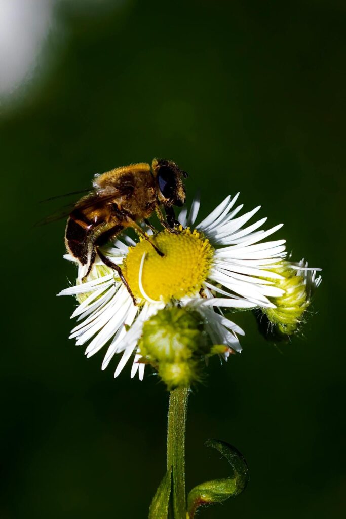 Treating pests without harming good insects