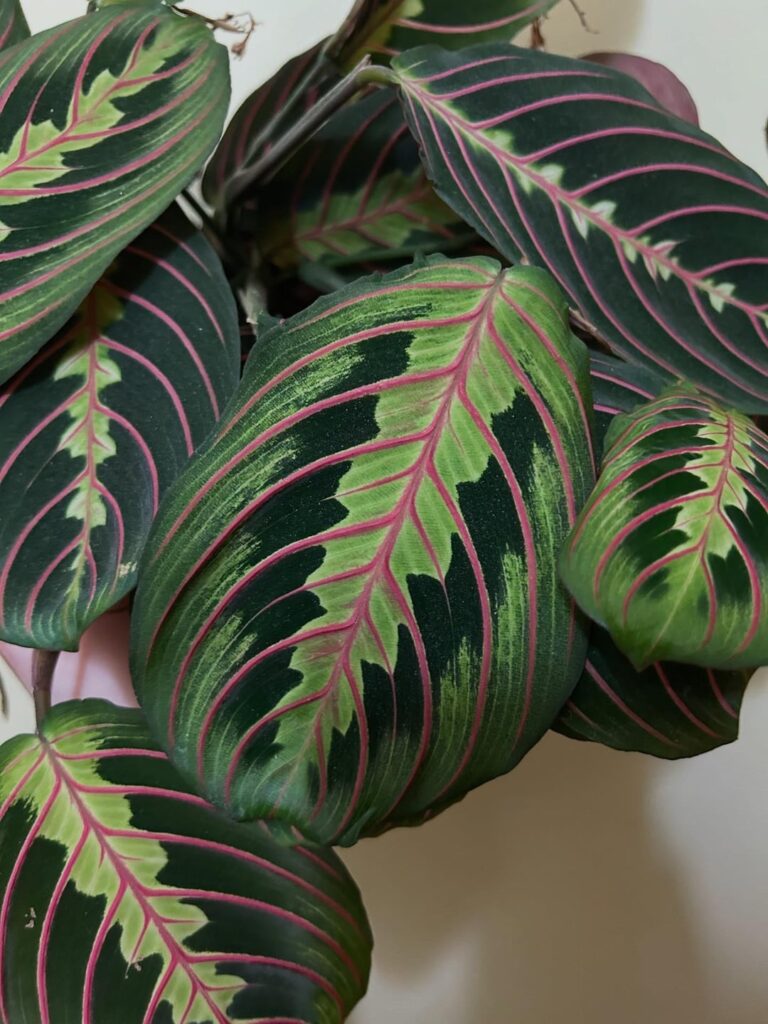 Such an underrated plant