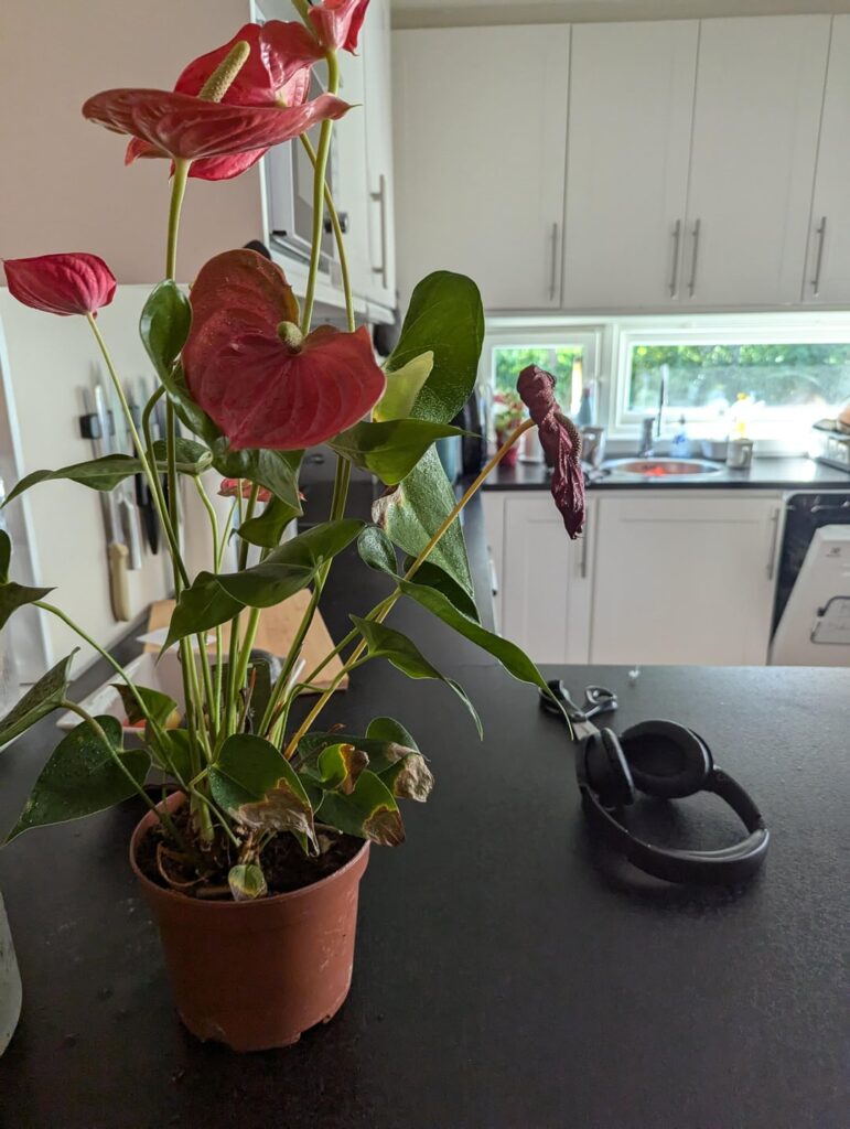 What is happening to my anthurium? What is happening to my anthurium?