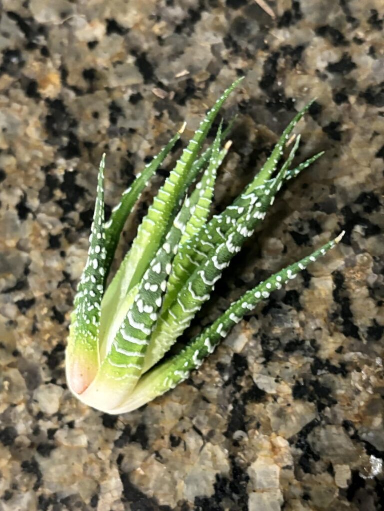 Was able to salvage some of my Haworthia plant that had been severely affected by root rot. Will I be able to use this potentially surviving piece as a propagation? How would I go about making it develop roots, if so.