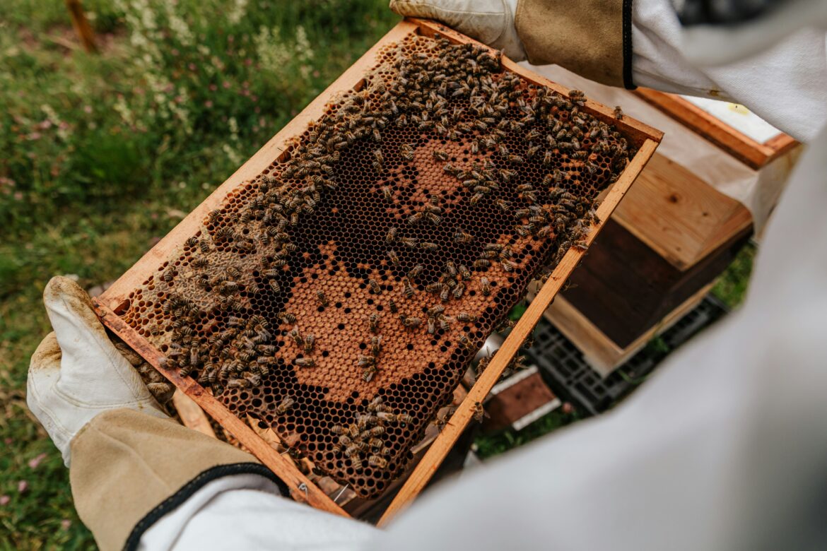 Urban Beekeeping: The Buzz About City Bees, Green Rooftops, and a Sweeter Future