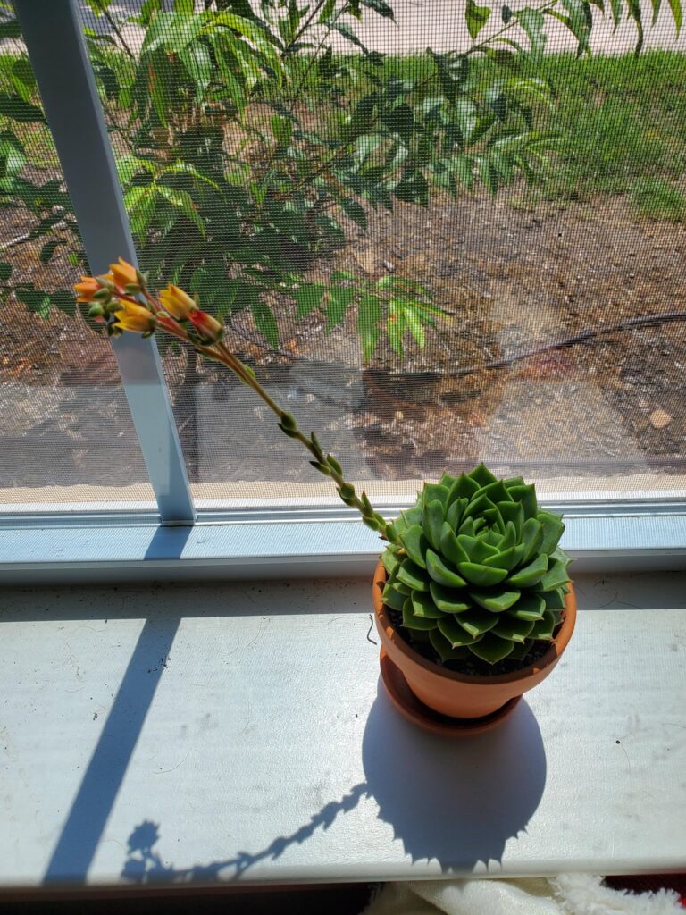 Echeveria purpusorum 'Green Gilva'