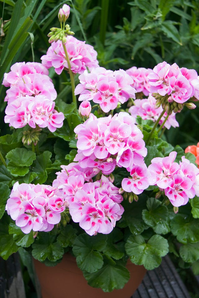 Pink geranium (Pelargonium) 'Sunrise Katinka'