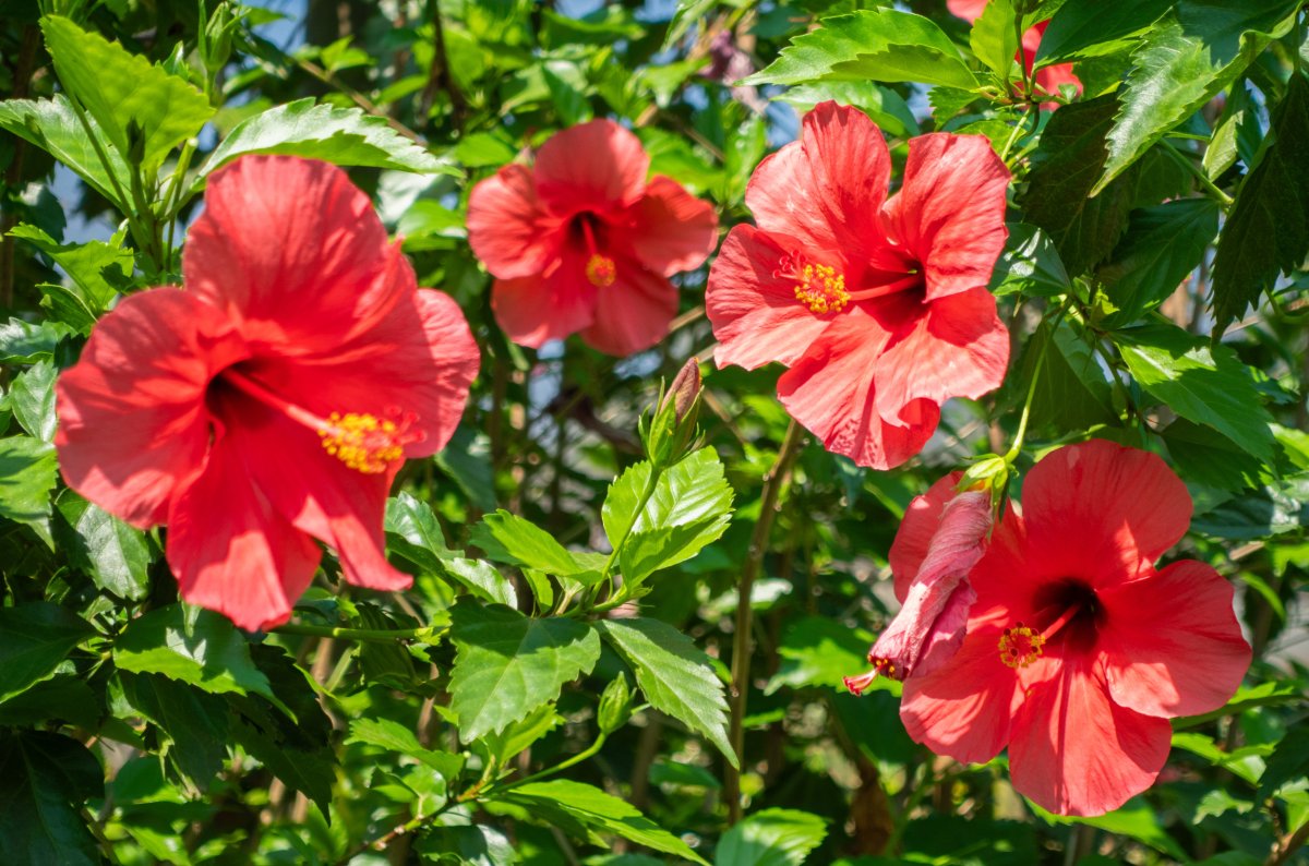 Pink hibiscus flowers in sunlight. 