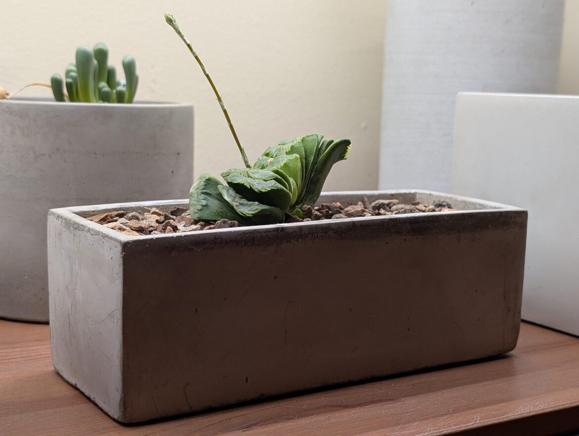 Haworthia Truncata III: Trunc Harder