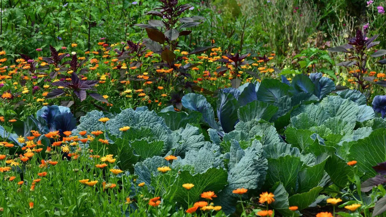 Plant vegetables that thrive in the rain