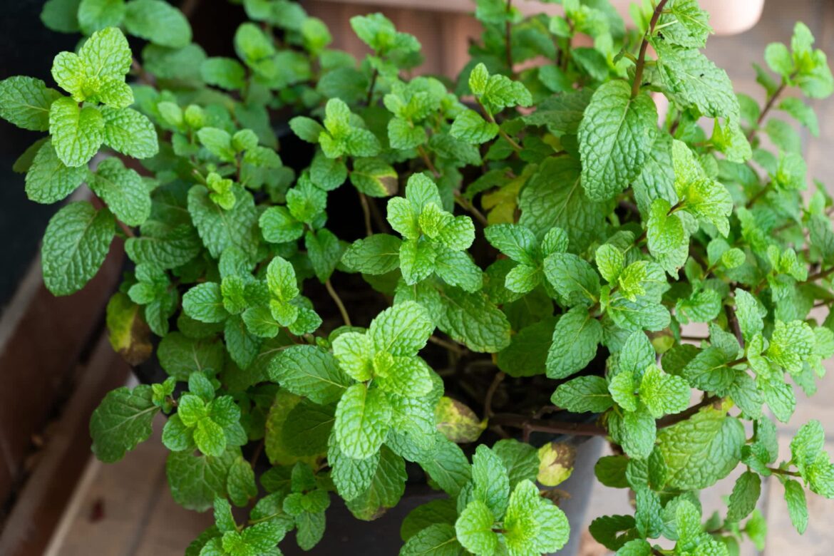 Almost everyone in the comments warned the OP about the dangers of using this method.