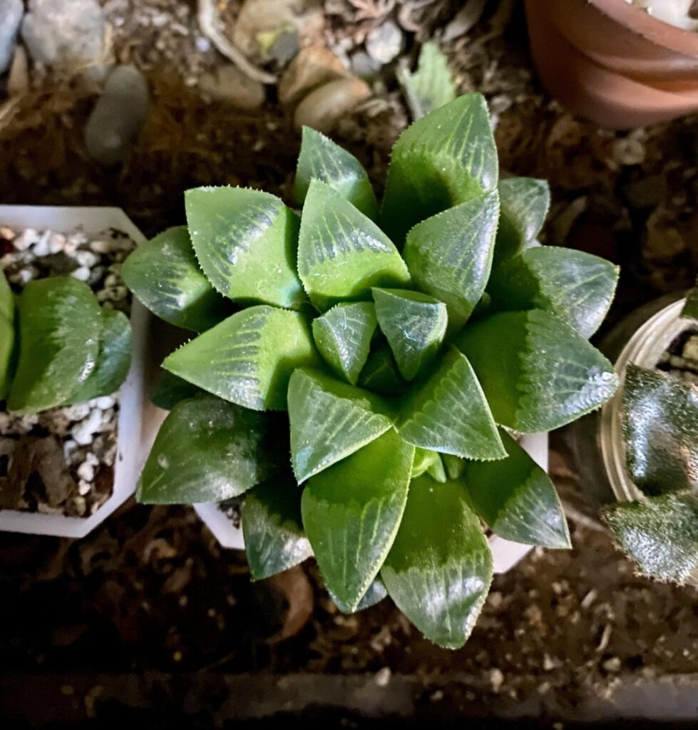 Please help with Pot Size Please help with Pot Size