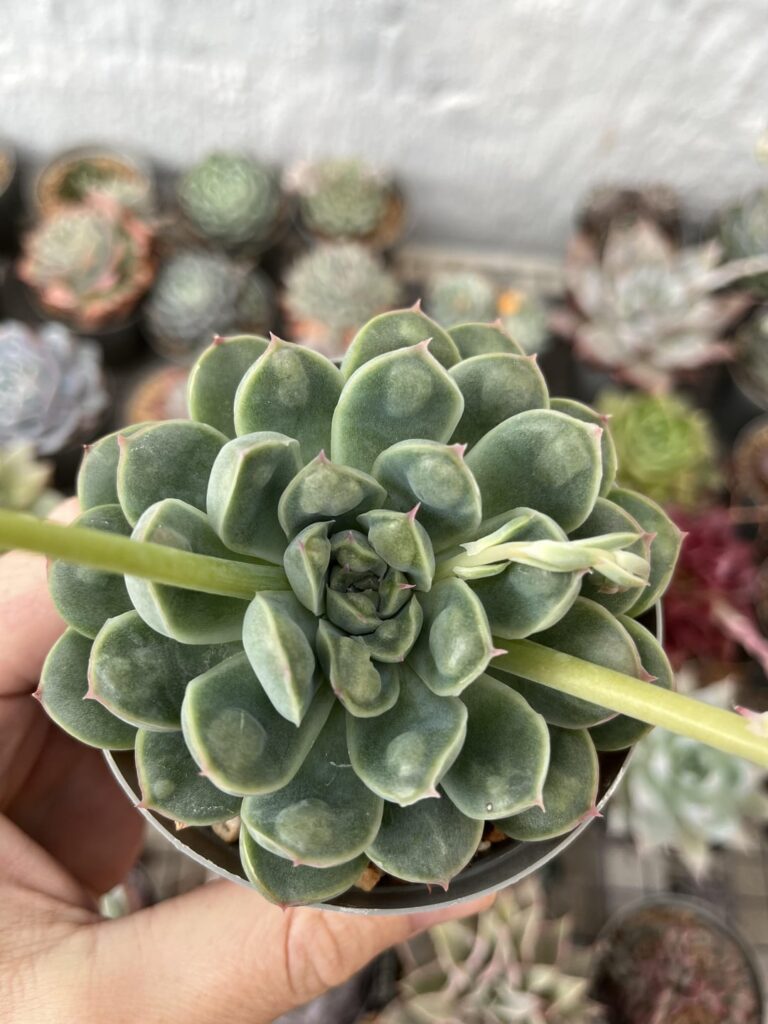 Unexpected flowers