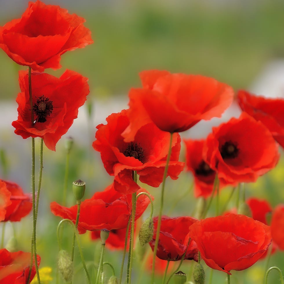 poppies,close up of red poppy flowers in field