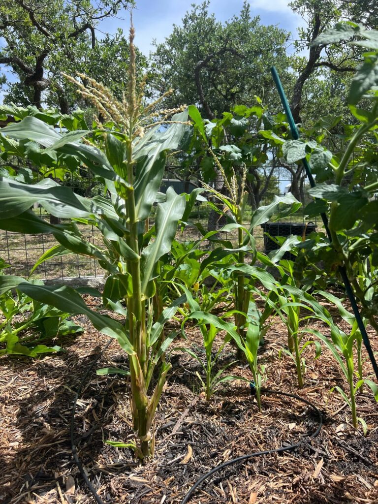 What do my corn stalks need? What do my corn stalks need?