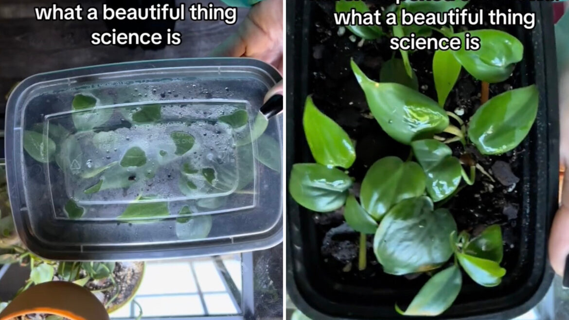 "I need to try this!!"