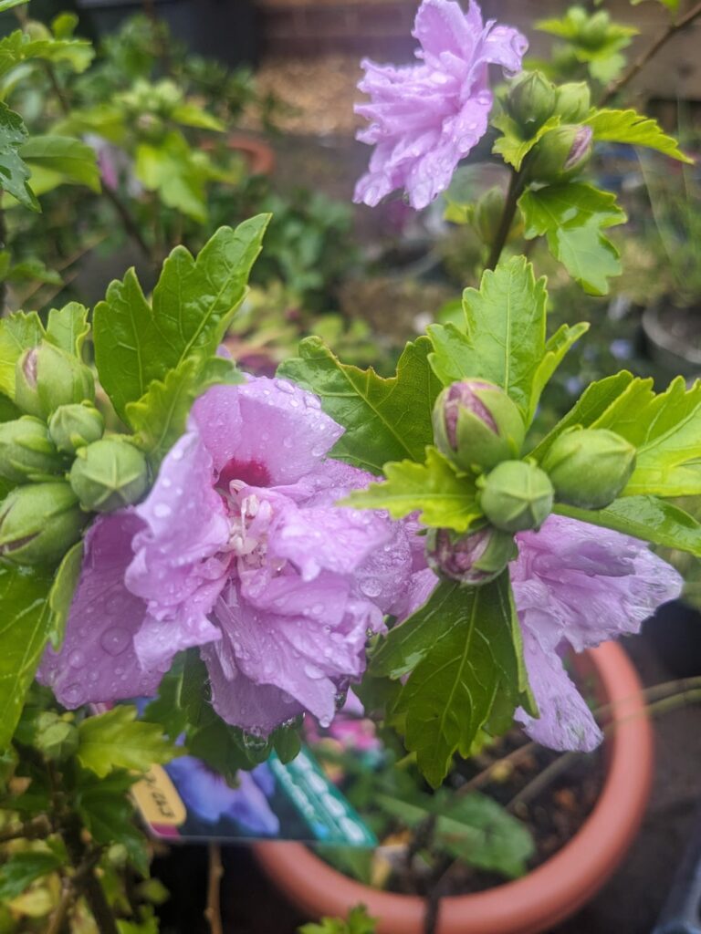 Hibiscus is now out!