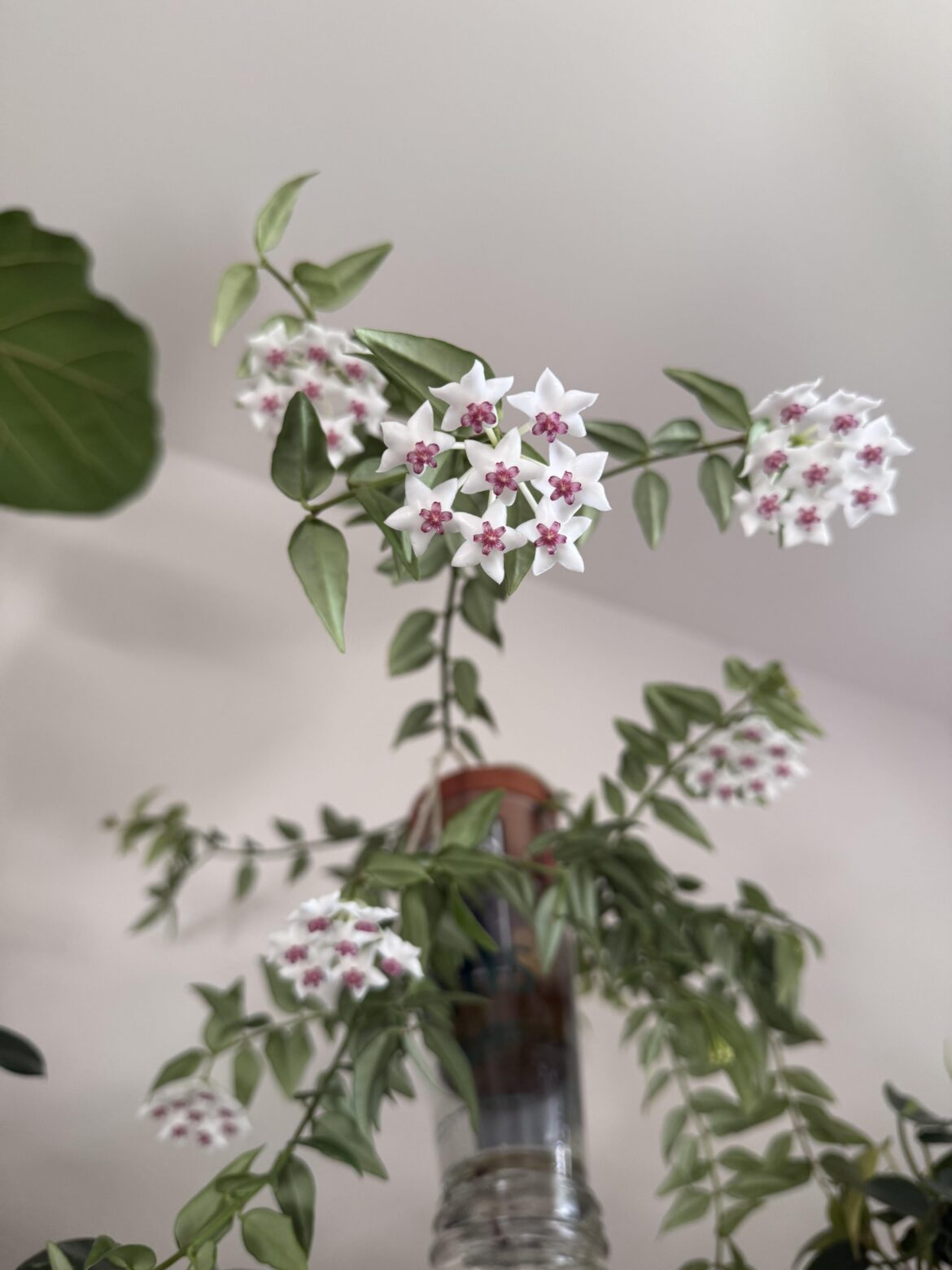 My Hoya Bella is really living up to her name.