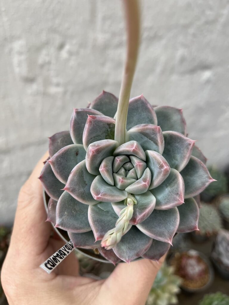 colorata x albicans