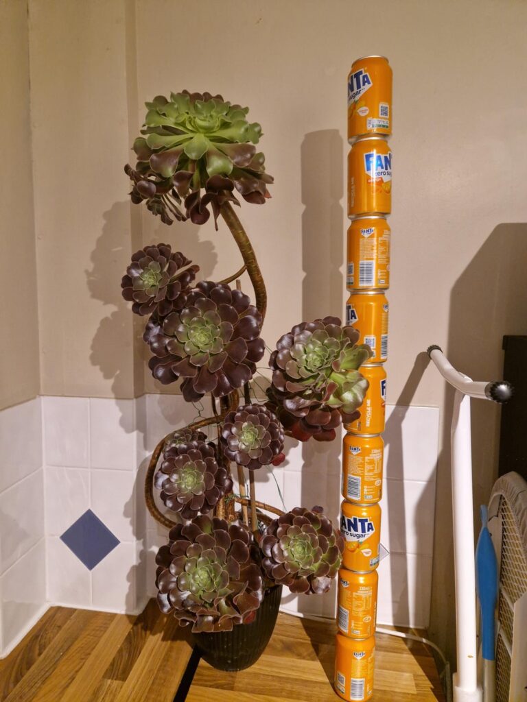 My favorite house plant My favorite house plant