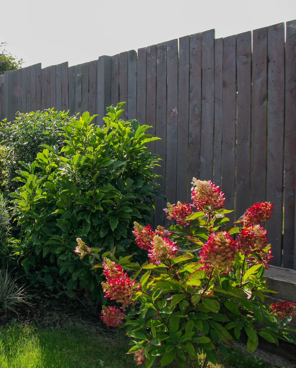 pretty garden shrubs and hedges