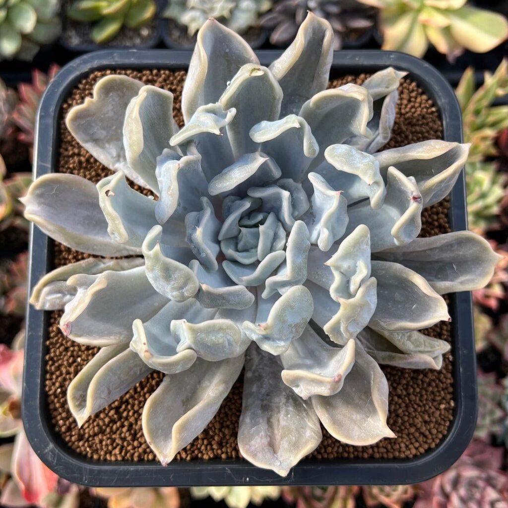 Echeveria Thriller Pearl