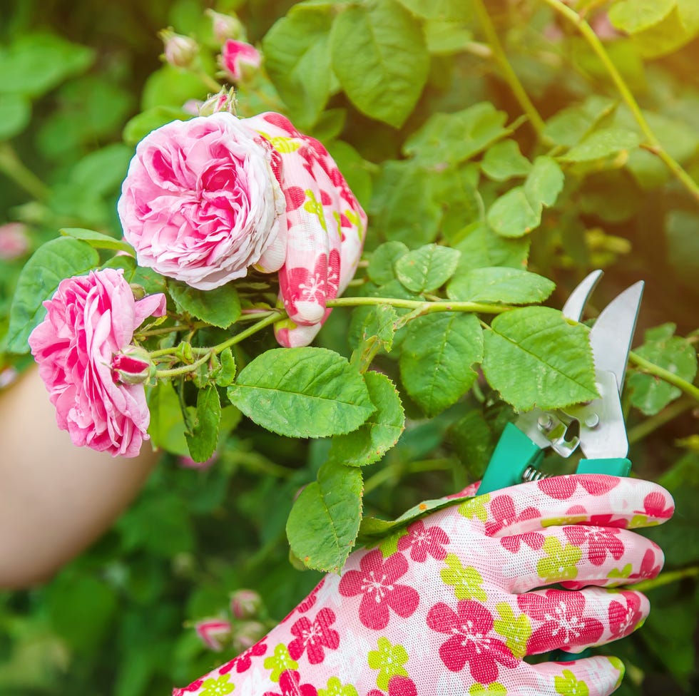 gardener pruning tea rose shears. selective focus. nature