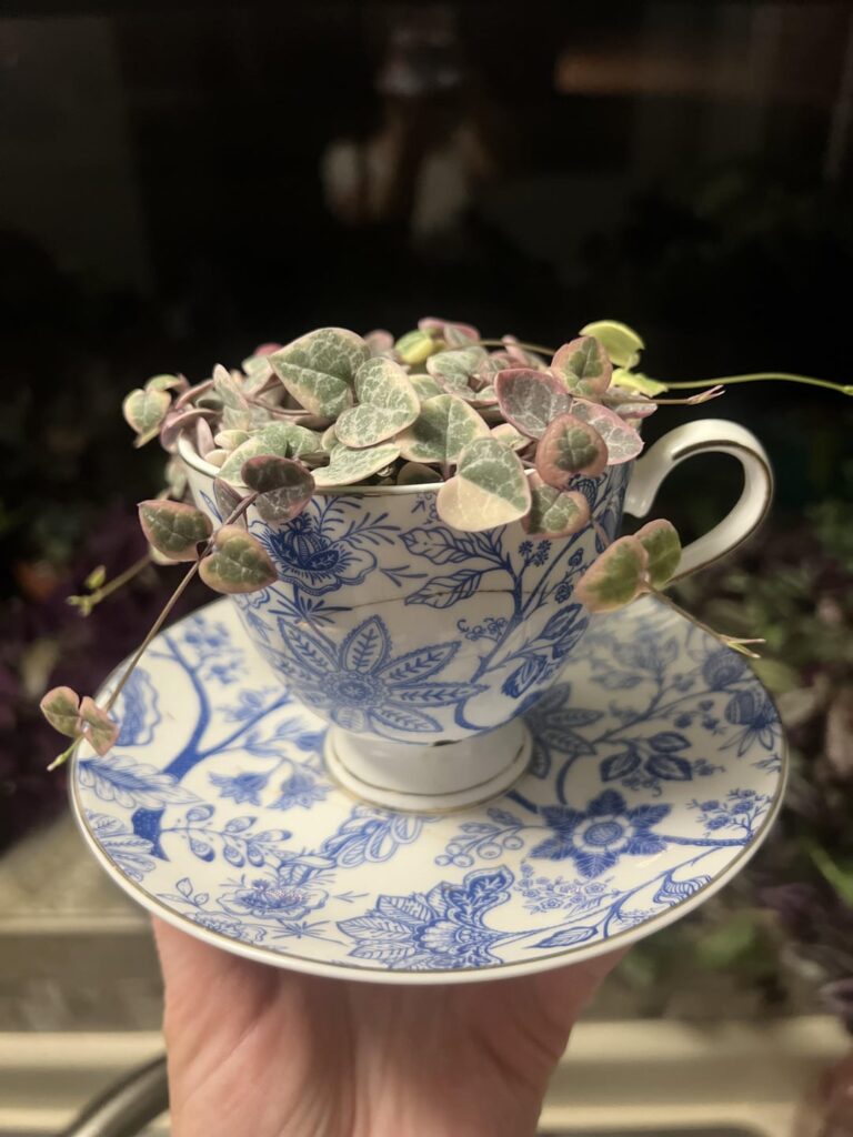 A teacup and a variegated string of hearts