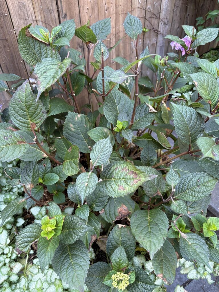 Hydrangea advice