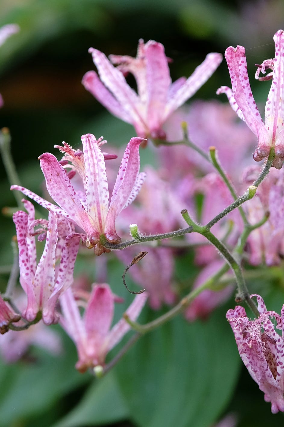 best shade perennials toad lily
