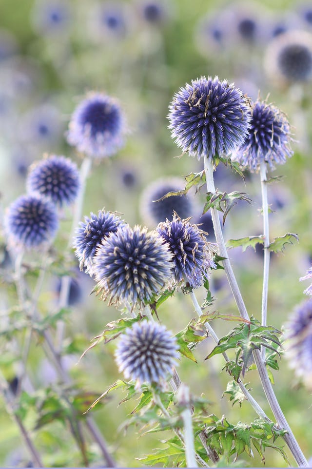 Purple globe thistles - Echinops