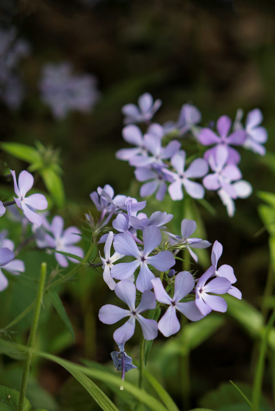 purple phlox woodland wildflowers