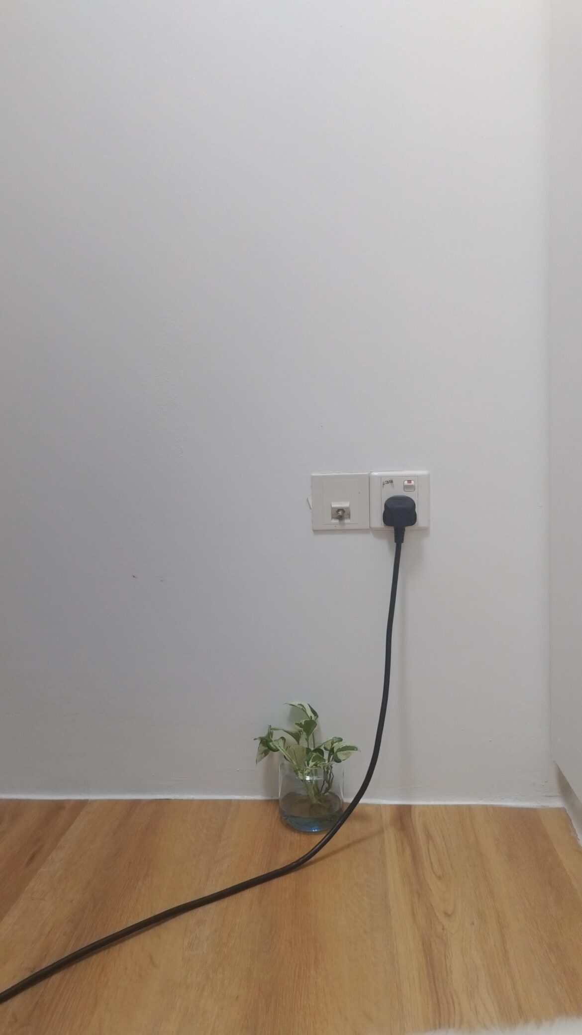 Helping my pothos climb up the wall