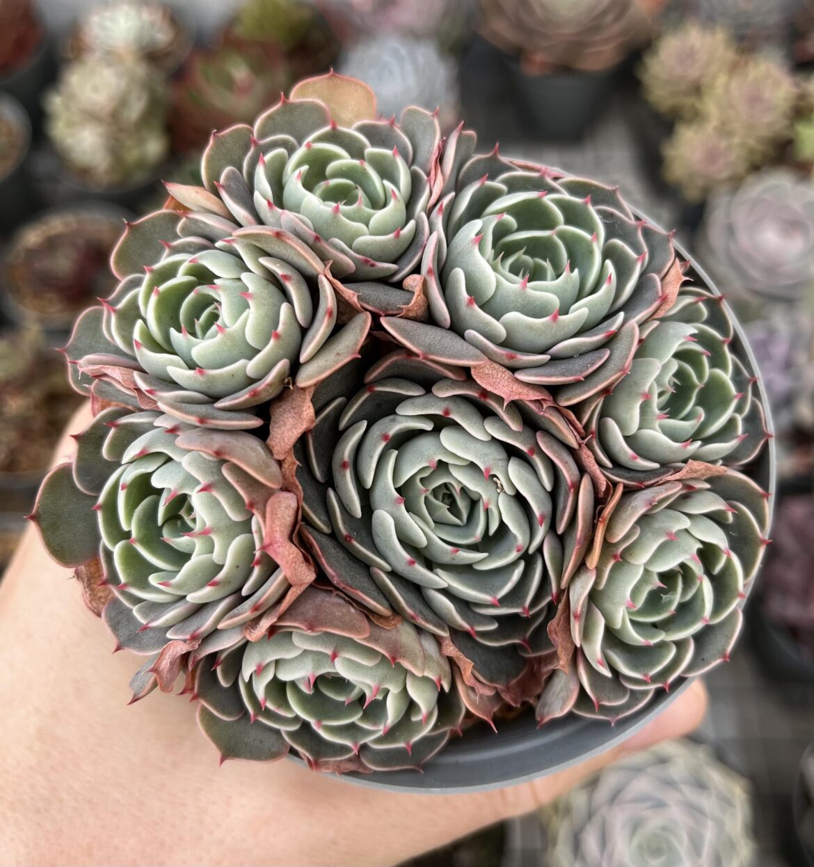 A minima x shaviana hybrid.