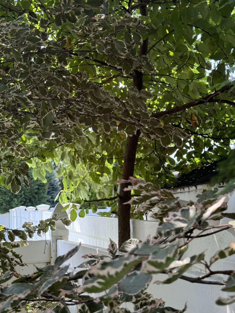What is this growing between fences? New York Zone 7a