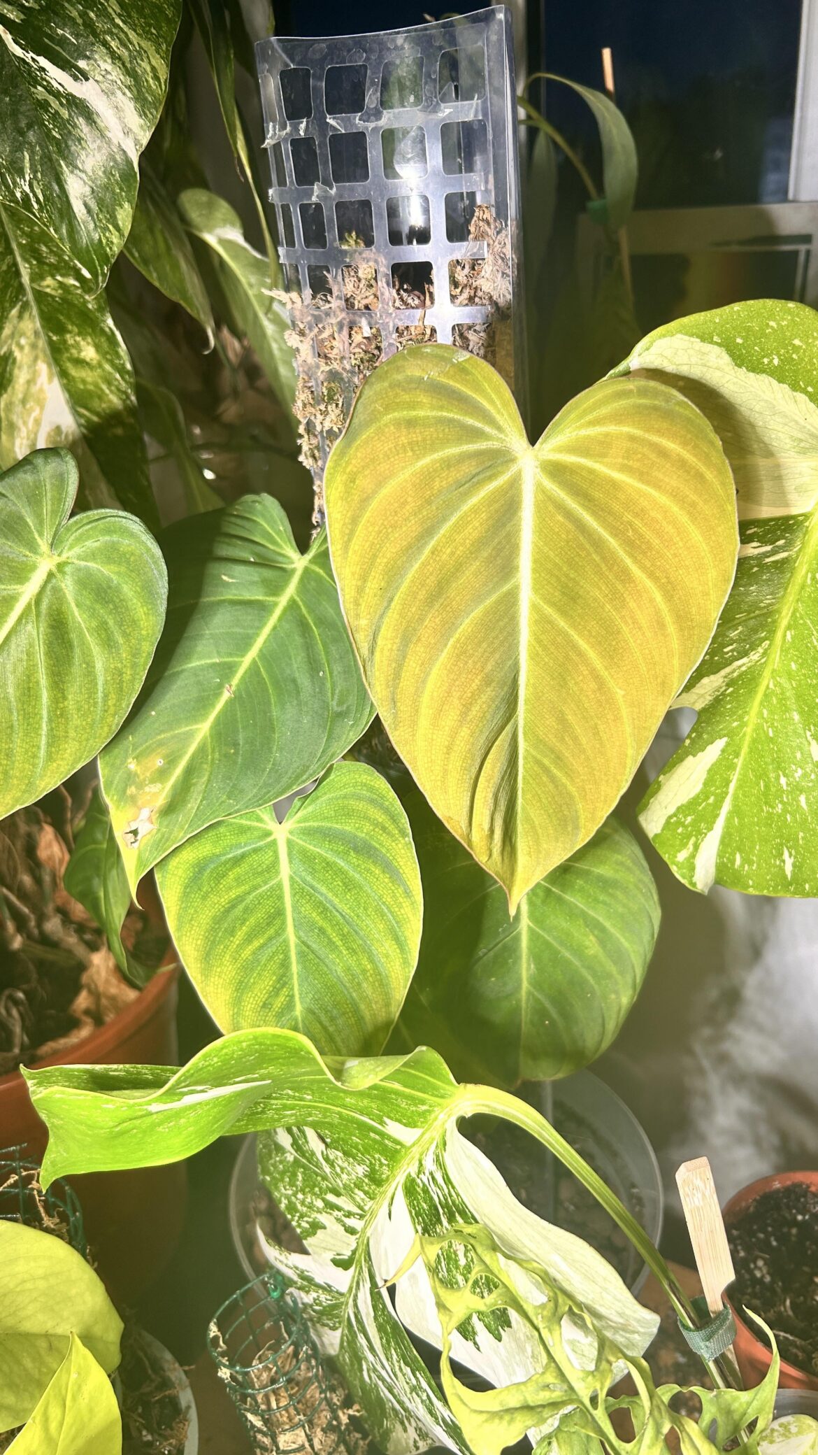 Philodendron Glorious