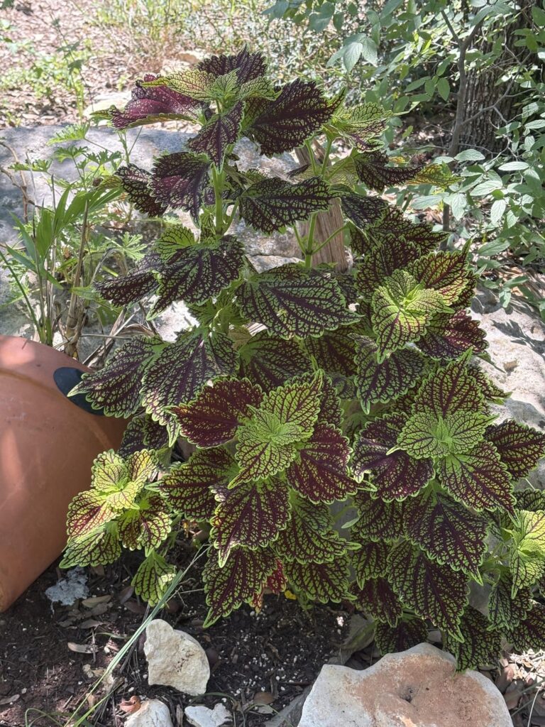 Threw this plant outside because it was dead.