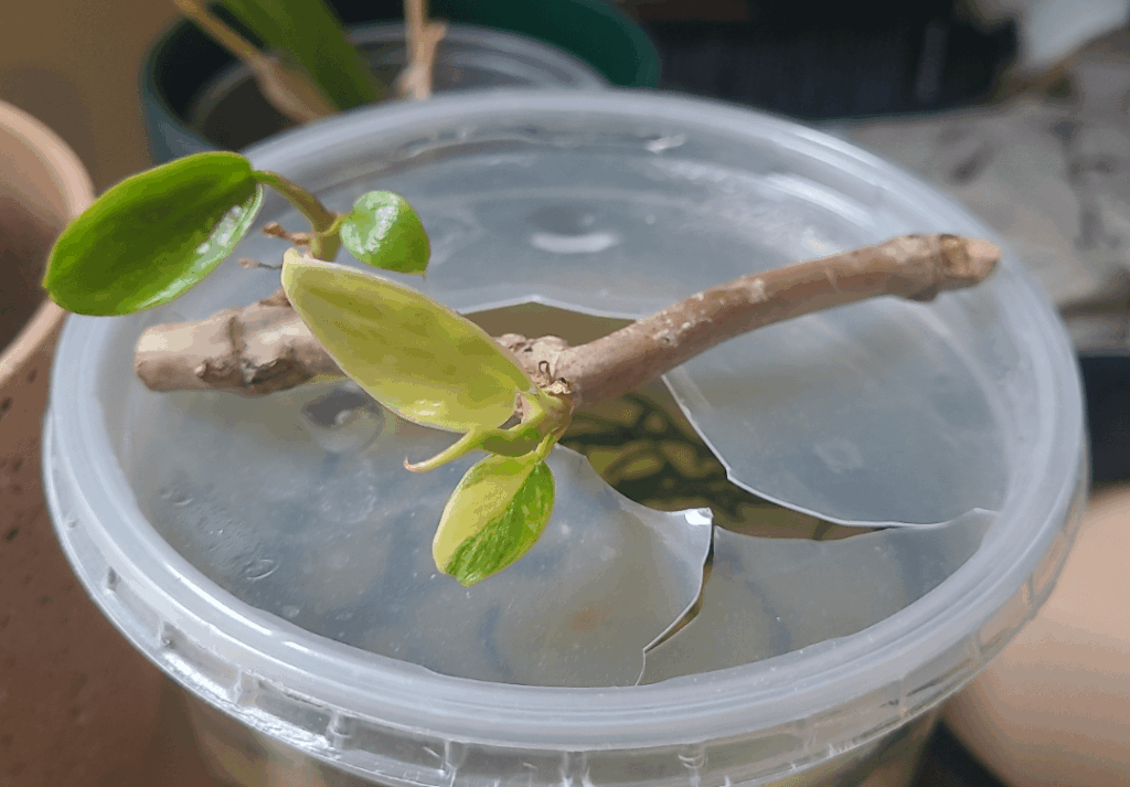 Update on my rescue Florida beauty