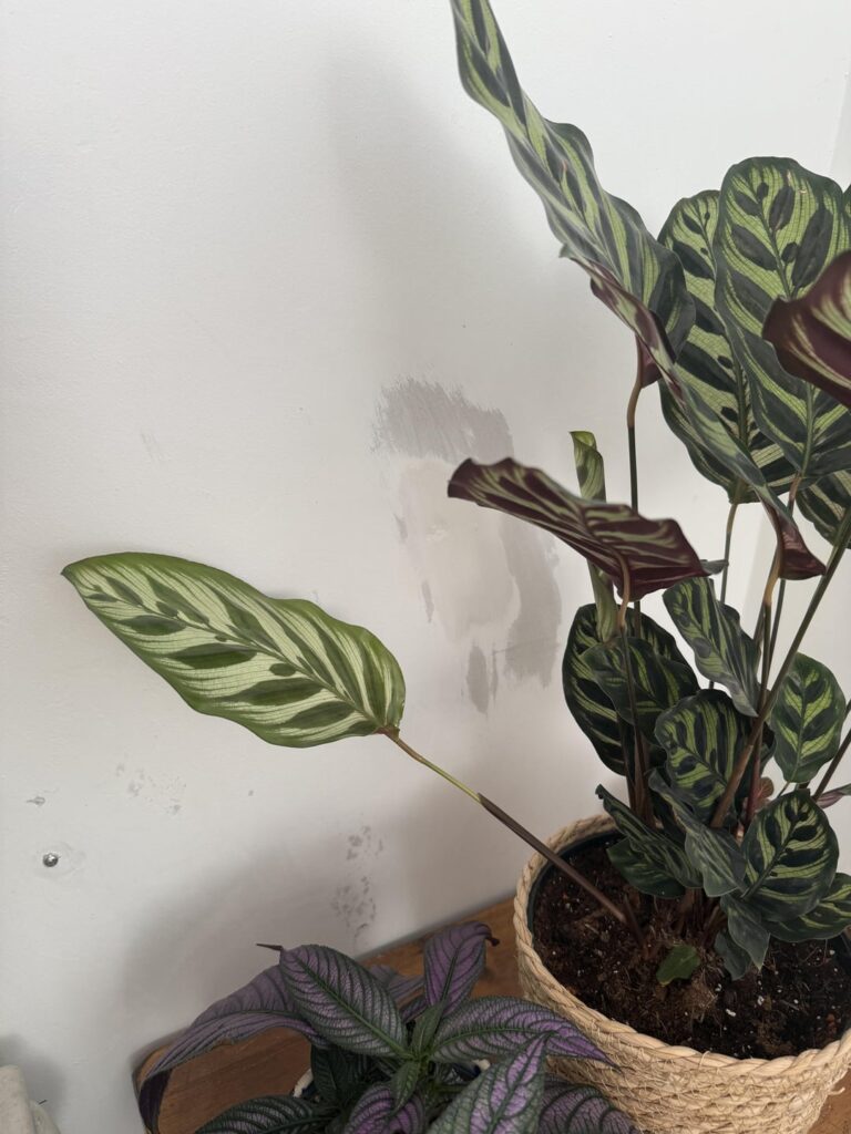 The new leaf on my makoyana broke :(
