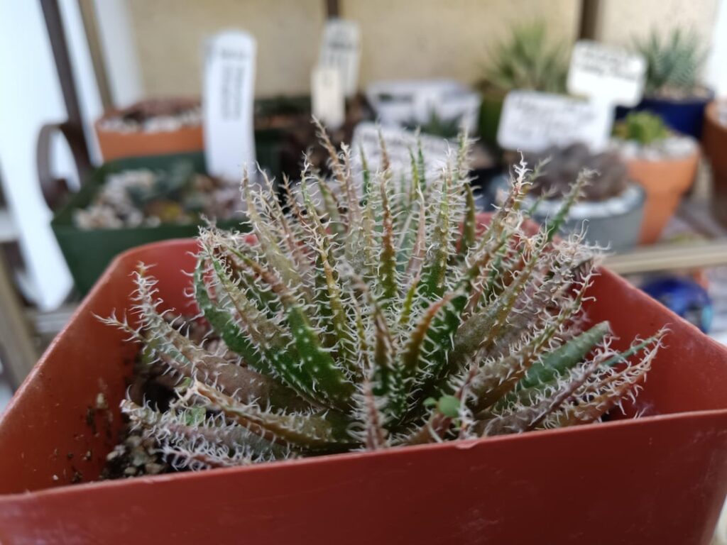 What Are These Guys?